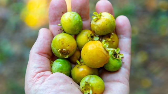 A fruta antiga de quintal de vó que está voltando para os jardins e pomares: hoje é usada em pesquisas
