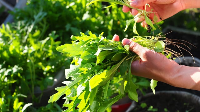 Depois que aprendi a plantar rúcula do jeito certo nunca mais comprei no mercado: é mais simples do que você imagina
