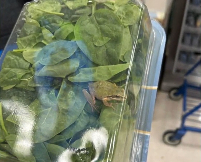 O sapo estava camuflado entre as folhas de espinafre (Créditos: Reprodução/Fox 2 News)