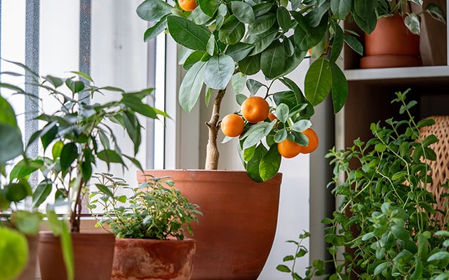 Não jogue fora as sementes depois de comer! 5 frutas que podem ser "cultivadas" em vasos, transformando sua varanda em um minipomar