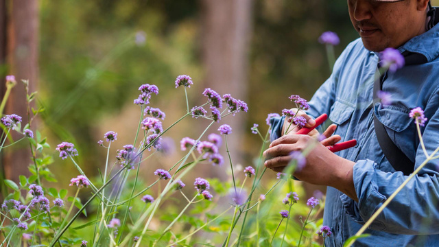 Jardineiros experientes adoram essas plantas: elas não precisam de água, mas florescem muito