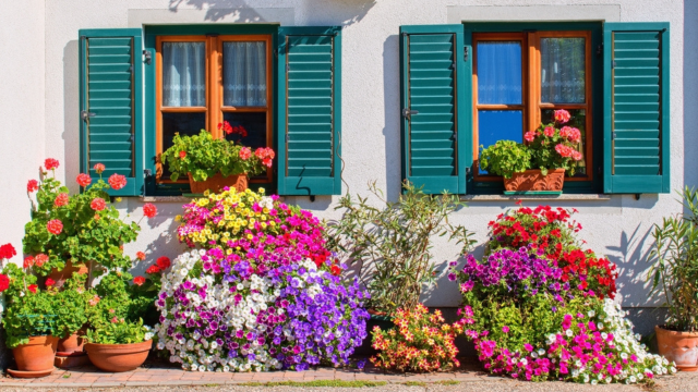 Não espere abril acabar: essas são as melhores flores para plantar agora e florescer durante a primavera e verão