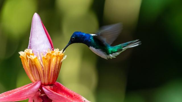 O que significa quando um beija-flor visita o seu jardim: tem um significado muito especial