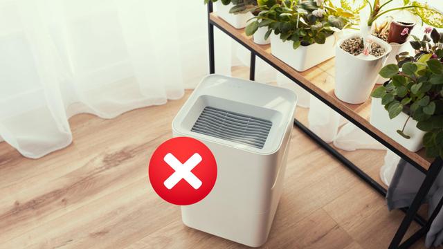 Não precisei mais usar o purificador de ar depois que descobri que uma única planta faz isso!