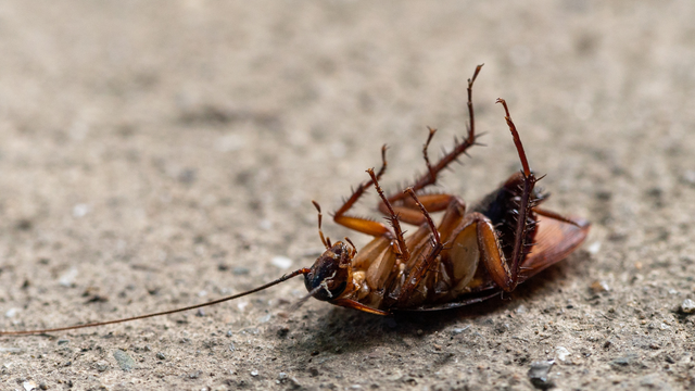 Descubra o que pode significar baratas aparecendo com frequência na sua casa e o que fazer