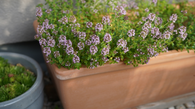 Muitas pessoas simplesmente cortam a flor seca e deixam um caule longo e vazio. (créditos: Shutterstock)