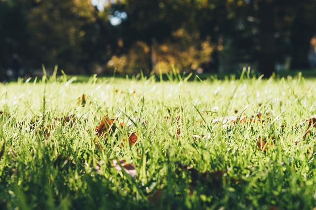 Elas crescem em jardins e florestas, são pisoteadas por quem não as conhece e, ainda assim, valem uma fortuna