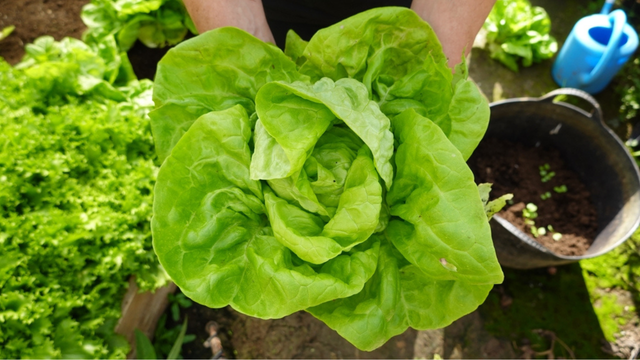 Nunca mais vai faltar salada na sua casa: veja como plantar alface do jeito mais simples possível