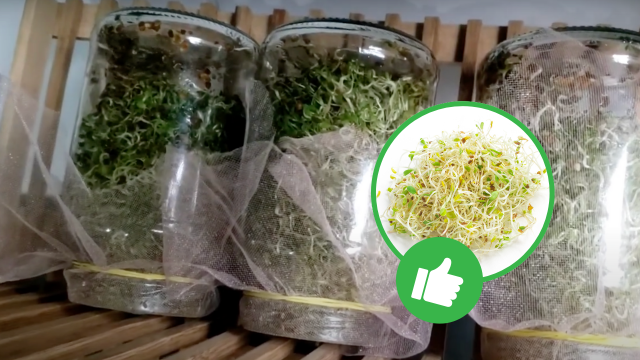 Como plantar alfafa: aprendi com uma mãe todos os passos para cultivar o broto de alfafa