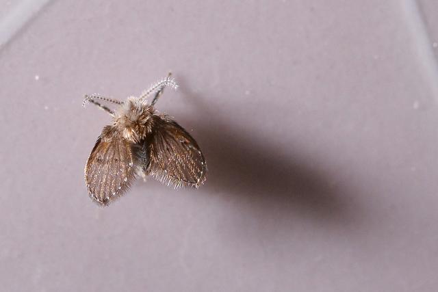 Adeus aos mosquitos de umidade: misturinha caseira com essa planta elimina o inseto da sua casa para sempre