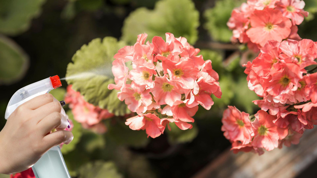 Se você deseja controlar os fungos, o ideal é pulverizar o leite nas folhas (Fotos: Canva; Freepik)