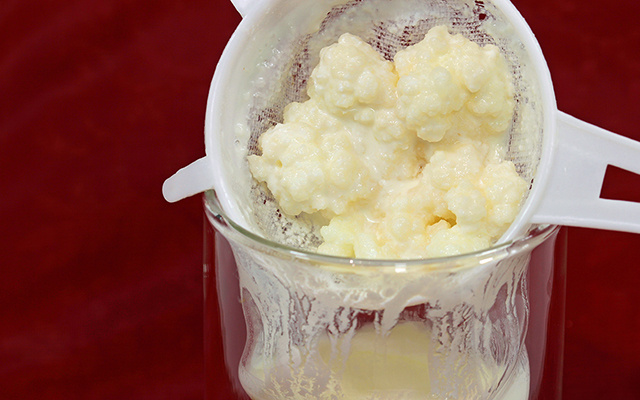 Não é iogurte: o melhor probiótico natural para um sistema imunológico forte, basta um copo por dia!