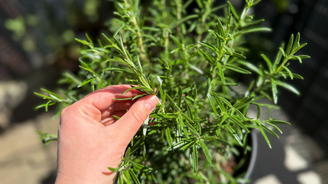 Aqui está como fazer o seu alecrim que nunca cresce virar um verdadeiro arbusto de tão cheio