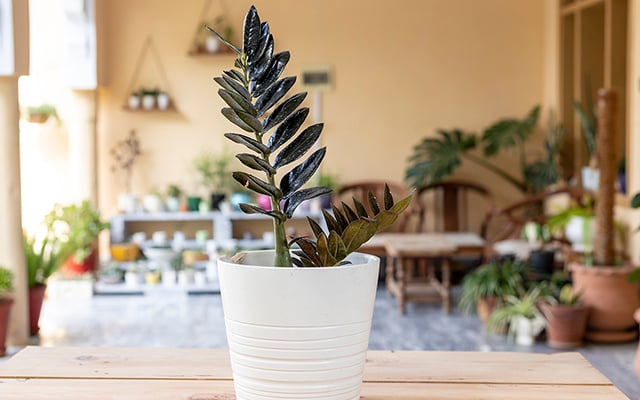5 plantas com folhas pretas para ter em casa e trazer elegância para os cômodos
