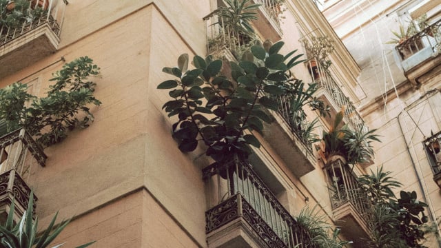 A árvore que melhor se adapta a um vaso: a opção elegante para pequenos terraços