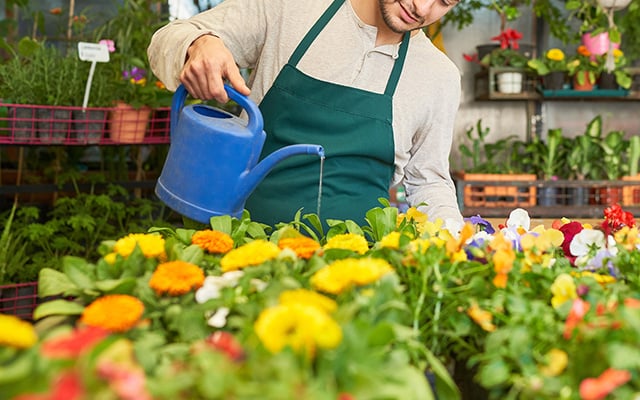 Jardineiros concordam: esta planta colorida resiste ao frio e é ideal para plantar no outono