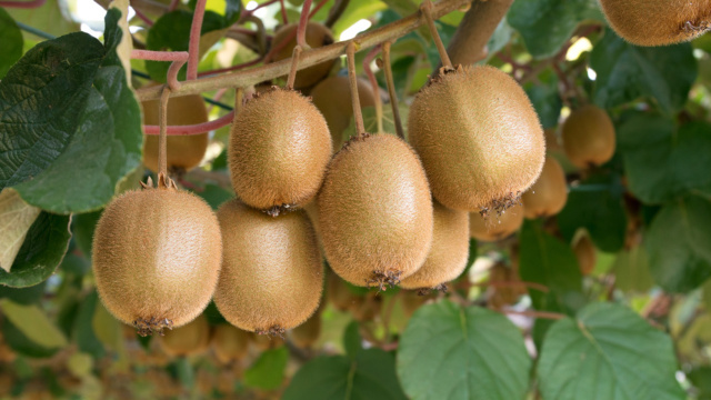 Essa fruta pode trazer diversos benefícios para o cérebro por ser rica em colágeno