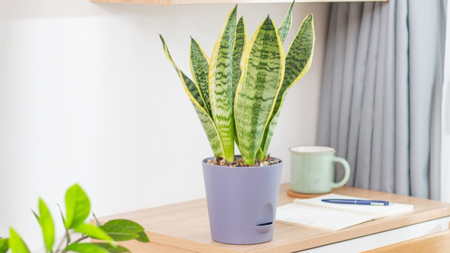 Onde nunca colocar uma planta língua de sogra em casa: suculenta pode alterar a energia do ambiente