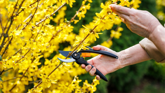 Muitas pessoas cortam as flores murchas do jeito errado: esse erro pode impedir a planta de produzir novos botões