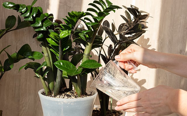Não erre mais no cultivo: a sua zamioculca vai explodir folhas com as dicas simples do cientista ecológico Murilo Soares