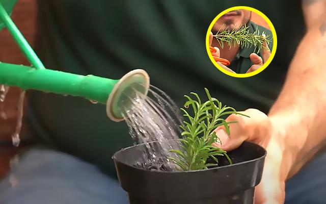 Como ter um pé de alecrim bem cheio em casa: jardineiro revela os segredos para cultivar a erva aromática do jeito certo