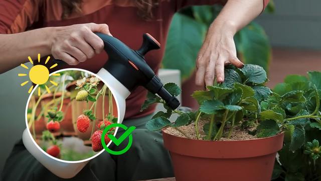 5 dicas que aprendi com uma jardineira para plantar morango em vaso sem veneno