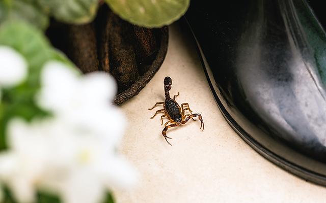 É por isso que escorpiões entravam na minha casa, mas desde que aprendi como evitá-los de verdade, nunca mais tive problemas