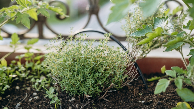 A erva comum nas cozinhas que combate inflamações e fortalece a imunidade