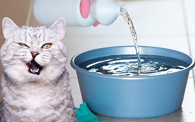 Se você tem pet, aposto que você não sabia que NUNCA deve usar água sanitária nessas situações!