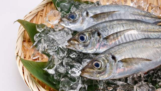 Peixe cavalinha fresco em cima de cama de gelo (Créditos: Canva)