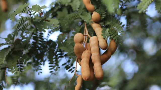 Nem linhaça, nem mamão: esse é o verdadeiro campeão para regular o intestino