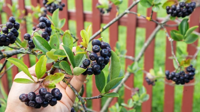 Ouro negro de vitaminas, fruta regula o açúcar no sangue e a pressão arterial