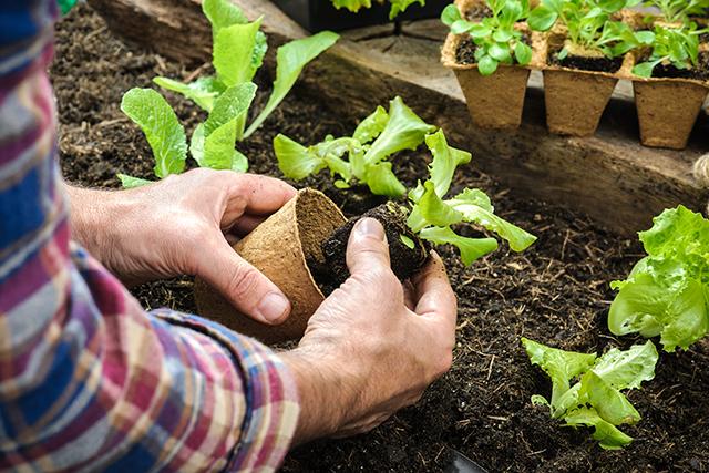 Tudo que você precisa saber para plantar alface em casa e ter sempre folhas frescas nas refeições
