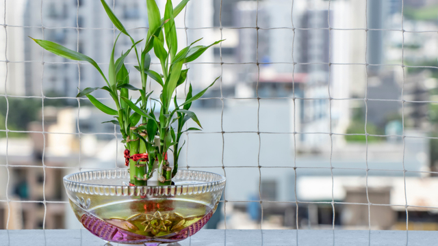 Plante bambu da sorte na água: 5 dicas de cultivo e de como usá-lo na decoração