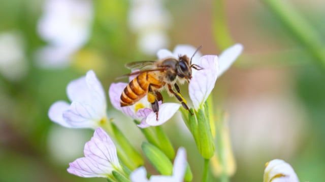 Se você vir uma abelha sobrevoando sua casa, nós lhe diremos o que isso significa e por que é um bom sinal