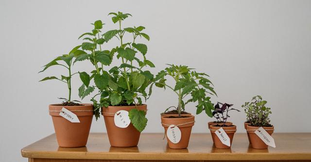 Como podar corretamente os tomates para obter o máximo de frutos: faça isso agora
