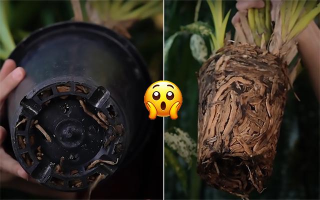Palavra de jardineira: essa é a hora certa de trocar a sua planta de vaso