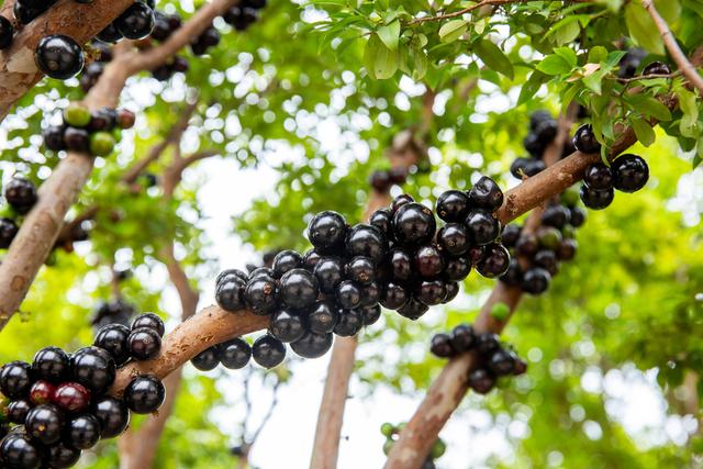 Festival de Jabuticaba de Ariquemes atrai turistas que querem degustar fruto diretamente do pé