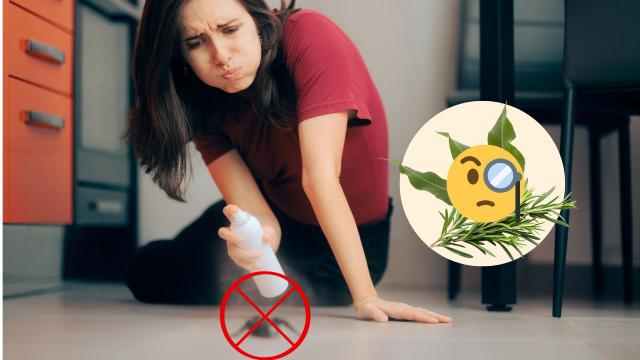 Adeus baratas: aprenda o truque das ervas que mantém esses insetos odiados bem longe