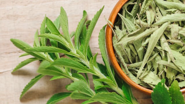As folhas de stevia podem ser usadas frescas ou desidratadas (Créditos: Shutterstock)