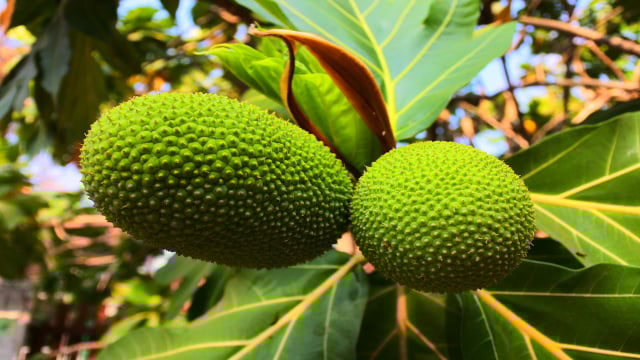 A fruta com textura de pão: surpreenda-se com essa fonte de energia natural e barata