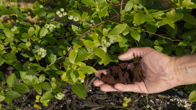 Não jogue borra de café fora! Elas são especialmente úteis para essas plantas, vão crescer sem parar!