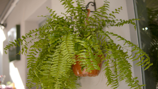 Nem na sala, nem na varanda: o melhor lugar para pendurar a samambaia é em um cômodo que ninguem coloca