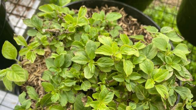 É assim que eu sempre tenho orégano fresco em casa: truques simples que fazem a planta crescer muito