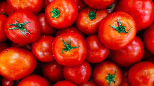 Pode ser na geladeira, pode ser na fruteira: aprenda quando guardar tomate refrigerado e quando guardar em temperatura ambiente