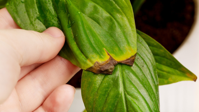 Álvaro Pedrera, especialista em plantas: “Se as folhas das suas plantas estão com as pontas marrons e secas, não é falta de água”