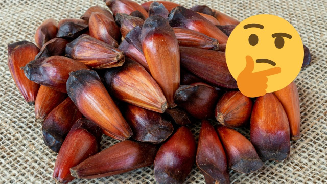 Cozinhou muito pinhão? Aprenda como guardá-lo do jeito certo para não precisar jogar fora!