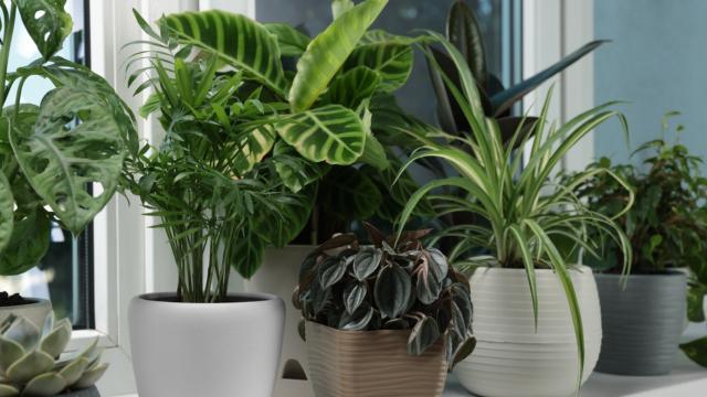 Tá sofrendo com o calor? Decore a casa com essas plantas que resfriam o ambiente