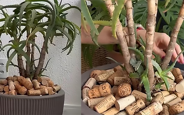 María Ferrarotto, especialista em plantas, ensina: "Colocar rolhas nos vasos ajuda a recuperar as plantas e fazê-las florescer"