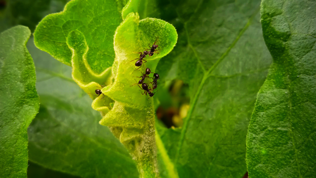 Formigas se afastam com aroma de canela espalhado na terra. (Foto: Canva)